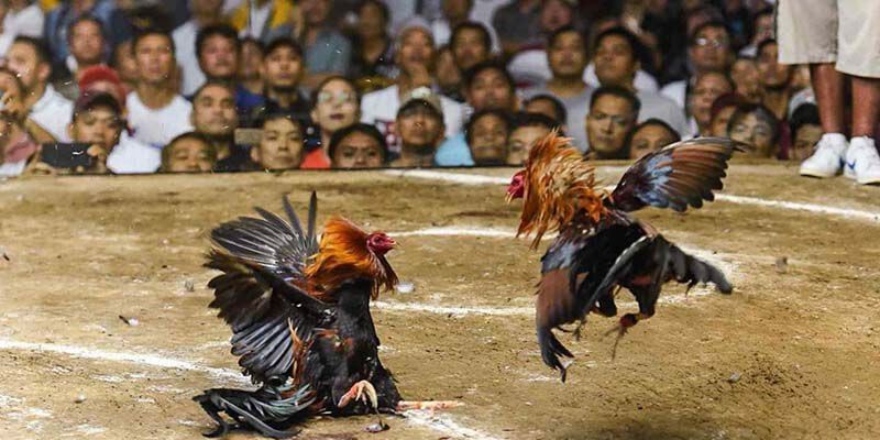 Tổng hợp các thuật ngữ trong giải đấu đá gà Thomo